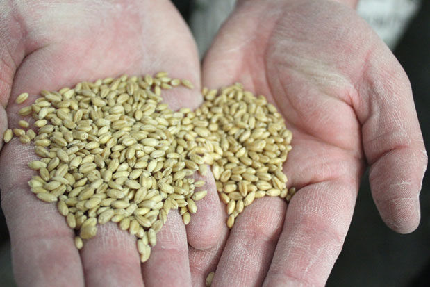 Brewing grains